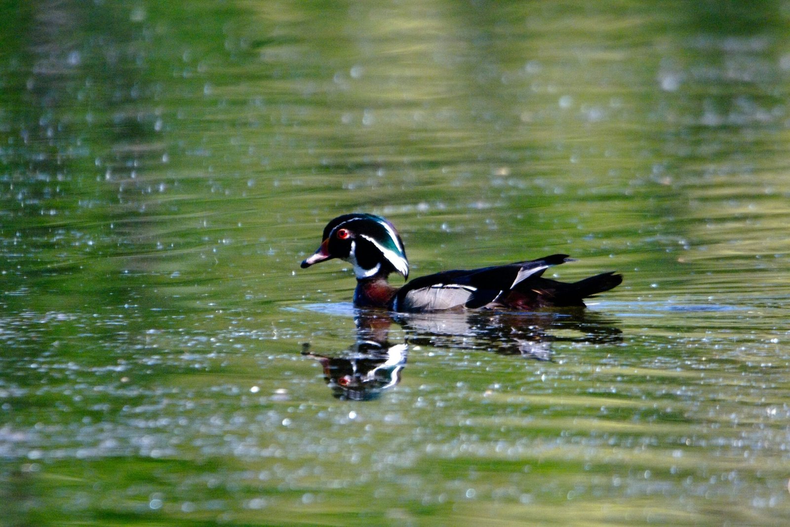 a duck floating on top of a body of water